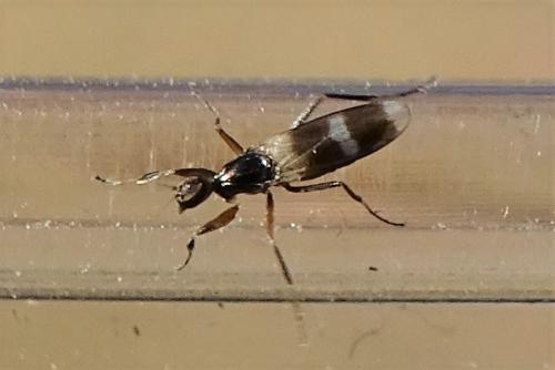 Réf. 294 484 : Tachydromia sp.